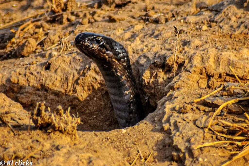 IMG 20210328 WA0344 1 kunal leekha, a wild life photographer Bikaner Local News Portal पर्यटन, बीकानेर अपडेट