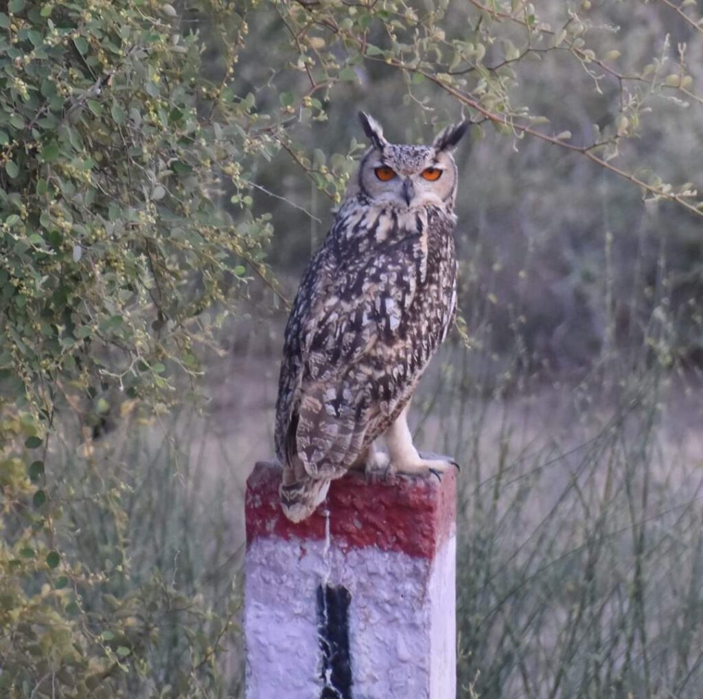 IMG 20210328 WA0346 kunal leekha, a wild life photographer Bikaner Local News Portal पर्यटन, बीकानेर अपडेट