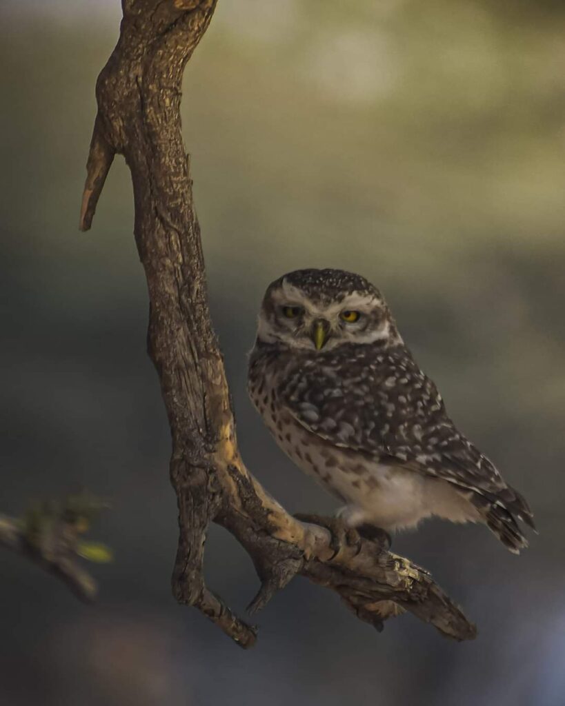 IMG 20210328 WA0347 kunal leekha, a wild life photographer Bikaner Local News Portal पर्यटन, बीकानेर अपडेट