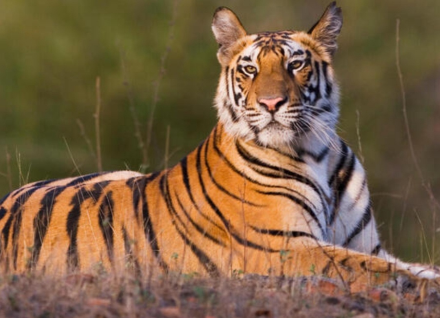 IMG 20230615 094523 अभ्यारण्यों में प्रत्येक बुधवार को बंद, 1 जुलाई से आदेश लागू, पशुओं को साप्ताहिक अवकाश ! Bikaner Local News Portal राजस्थान
