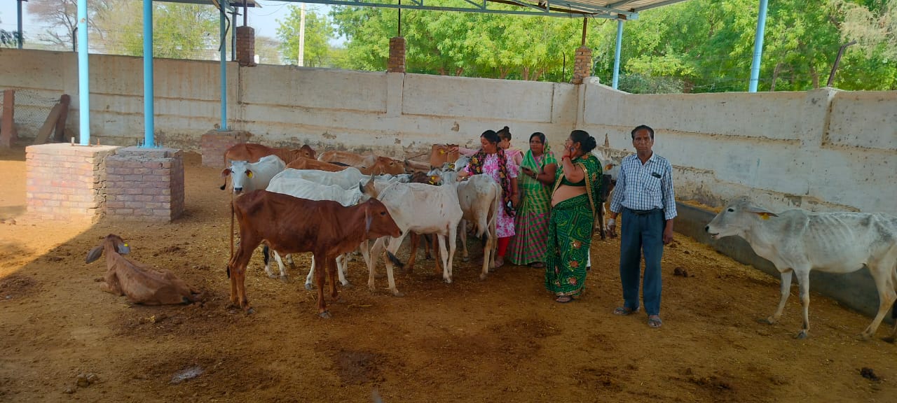 IMG 20240519 WA0180 गायों को हरा चारा डाला, खेलियों में पानी के टेंकर Bikaner Local News Portal राजस्थान