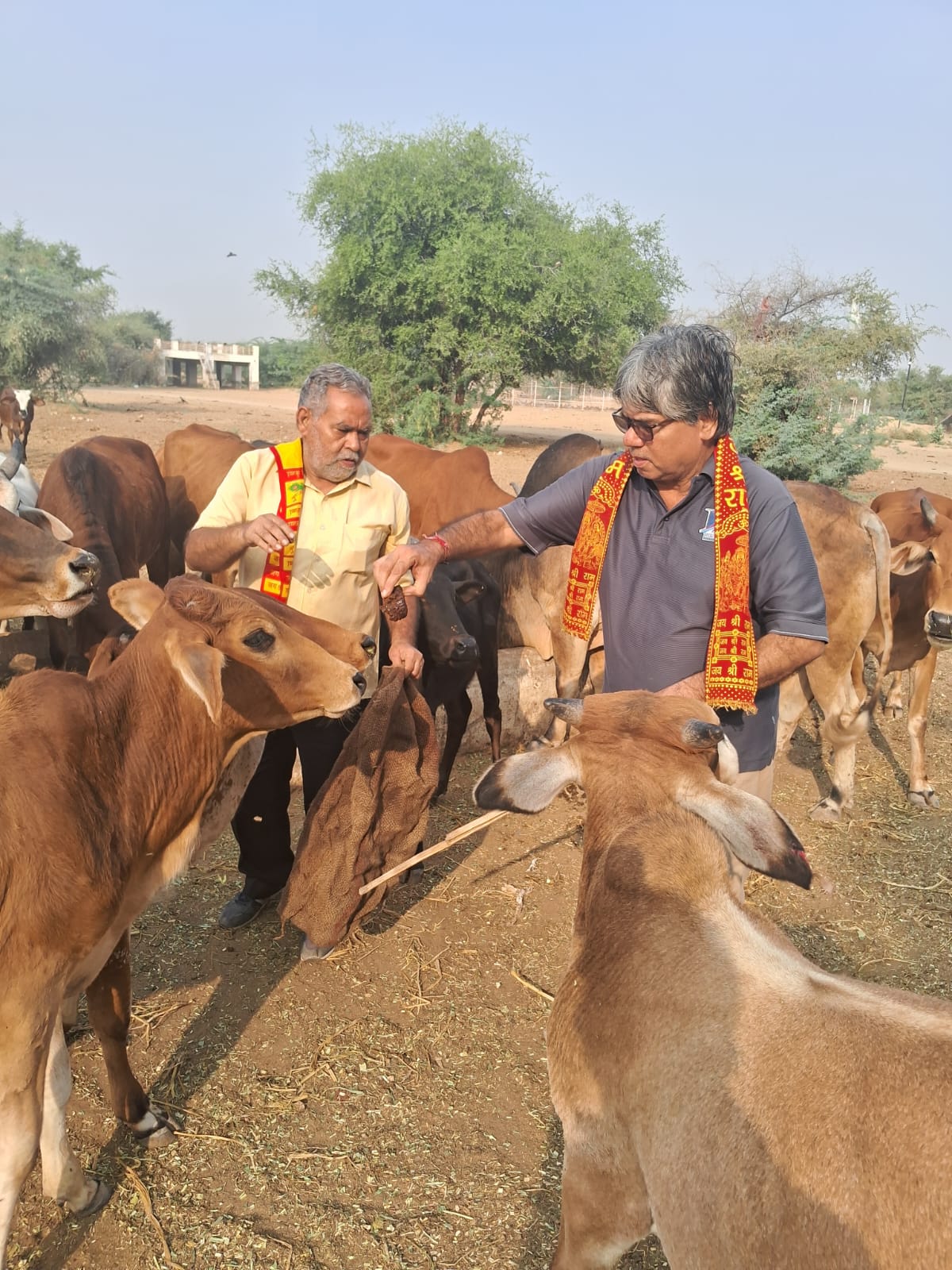 IMG 20241109 WA0163 गोपाष्टमी पर गायों की सेवा, चारा व गुड़ खिलाया Bikaner Local News Portal धर्म