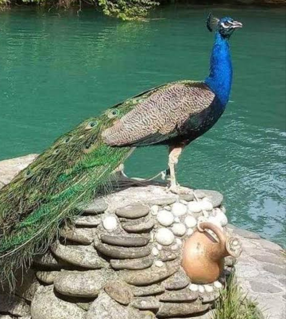 IMG 20240629 092904 2 मानसून इस बार समय से पहले, 15 दिन पहले राजस्थान में प्रवेश Bikaner Local News Portal बीकानेर अपडेट