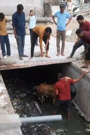 nala बीकानेर शहर में खुले नाले में बछड़ा गिरा Rajasthan News Portal बीकानेर अपडेट