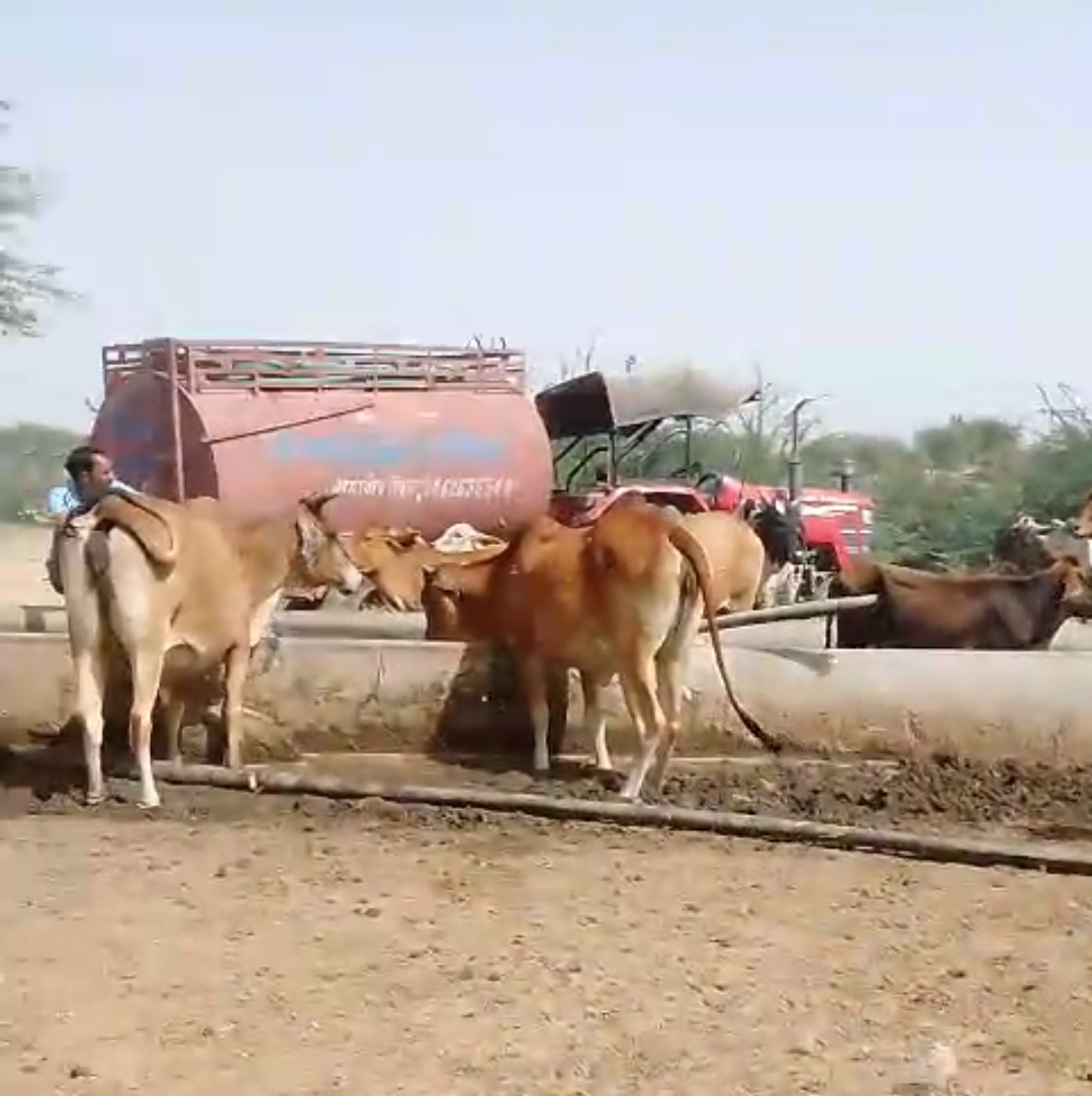 IMG 20251012 134951 कोटडी गांव में जलदाय विभाग का ट्यूबवेल तीन दिन से खराब, पशु-पक्षी प्यासे Rajasthan News Portal बीकानेर अपडेट