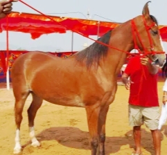 IMG 20251026 174350 पुष्कर पहुंची 'नगीना' घोड़ी की कीमत 1 करोड़, डाइट भी गजब की Rajasthan News Portal पर्यटन