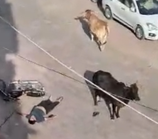 IMG 20251111 073347 देर रात हिंसक गाय को लिया काबू में, बीकानेर में हिंसक गाय का तांडव Rajasthan News Portal राजस्थान