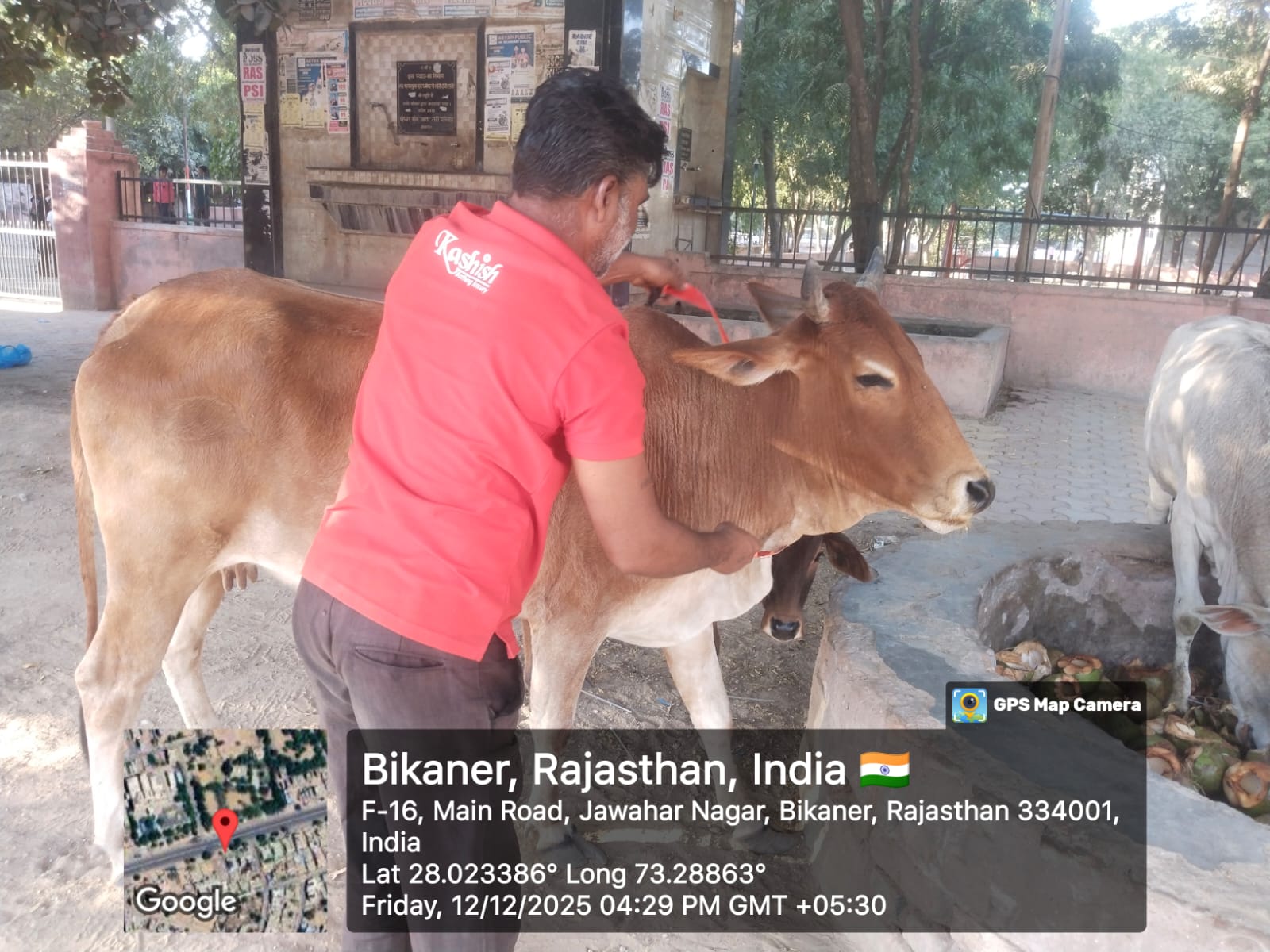 IMG 20251212 WA0012 निगम क्षेत्र व हाईवे पर पशुओं को पहनाए रिफ्लेक्टिंग बेल्ट Rajasthan News Portal बीकानेर अपडेट