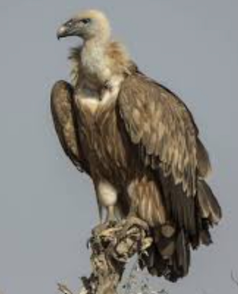 IMG 20251228 085929 'थार' में शिकारी पक्षियों का डेरा, सर्दी से बचने के लिए पहुंचे ? Rajasthan News Portal अंतरराष्ट्रीय