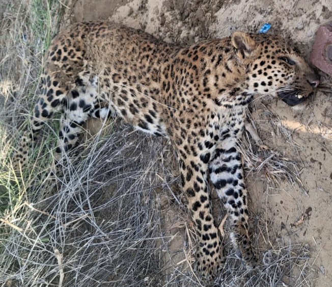 IMG 20260328 WA1029 बीकानेर में तेंदुआ ! ग्रामीणों ने पीटकर मारा? Rajasthan News Portal देश