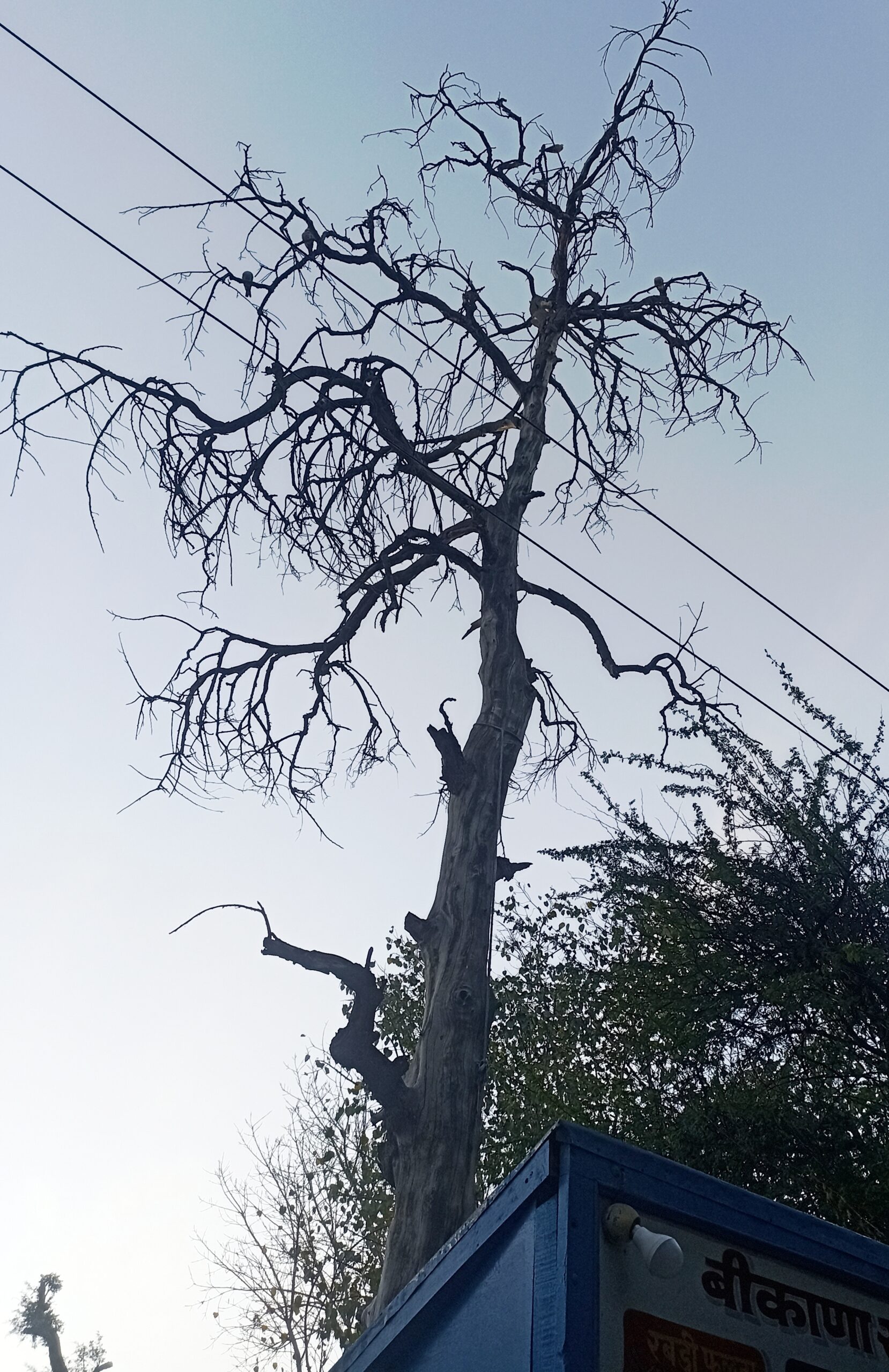 IMG 20260329 113145 scaled बीकानेर : पब्लिक पार्क में 'मौत' के सूखे वृक्ष ? Rajasthan News Portal राजस्थान