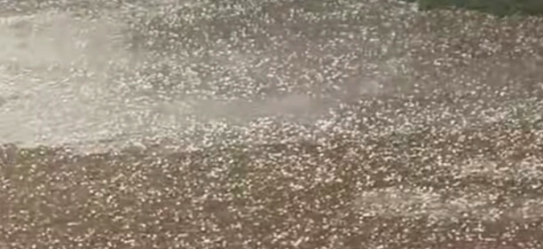 IMG 20260427 155618 श्रीडूंगरगढ़ में बारिश के साथ गिरे ओले Rajasthan News Portal बीकानेर अपडेट