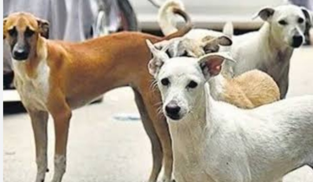 IMG 20260519 125838 आवारा कुत्तों पर सुप्रीम कोर्ट का निर्णय, नई गाइड लाइन जारी Rajasthan News Portal देश