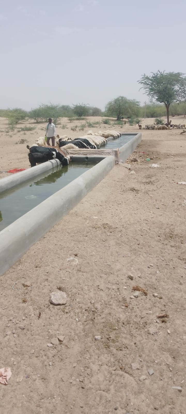 SAVE 20260501 222555 बीकानेर के जोड़बीड, कोटडी गांव में भीषण गर्मी में पशुओं के लिए पानी डलवाया Rajasthan News Portal धर्म