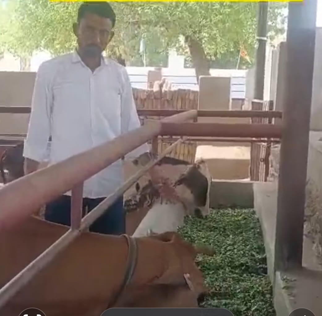 SAVE 20260703 221233 जन्मदिन मनाया कुछ हटकर: गौवंश को हरा चारा खिलाया, जरूरतमंदों को भोजन Rajasthan News Portal बीकानेर अपडेट