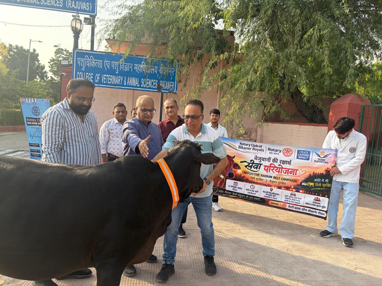 SAVE 20261012 195011 रात में गौवंश की दृश्यता बढ़ाने के लिए अभियान शुरू, 50 गायों को पहनाया बेल्ट Rajasthan News Portal राजस्थान